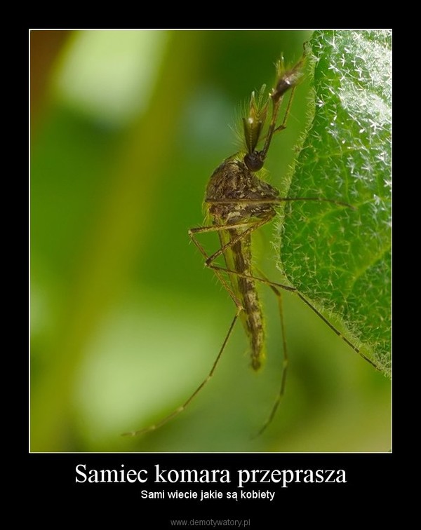 Samiec komara przeprasza – Sami wiecie jakie są kobiety   