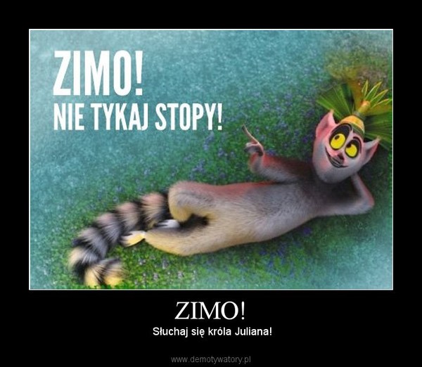 ZIMO!