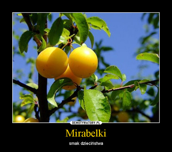 Mirabelki – smak dzieciństwa 