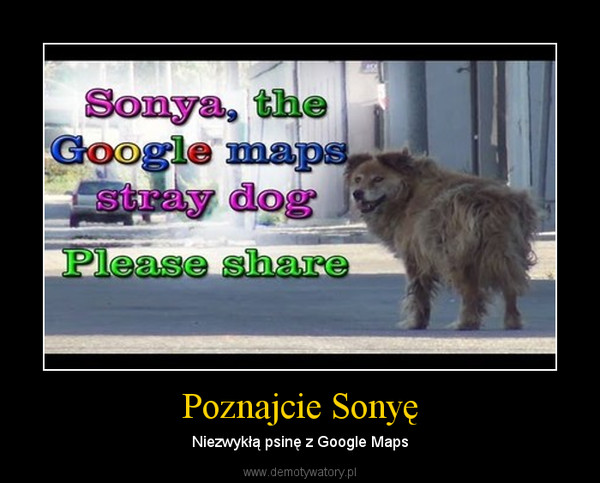 Poznajcie Sonyę – Niezwykłą psinę z Google Maps 