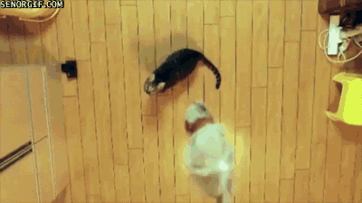 Karate Kot –  