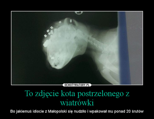 To zdjęcie kota postrzelonego z wiatrówki – Bo jakiemuś idiocie z Małopolski się nudziło i wpakował mu ponad 20 śrutów 