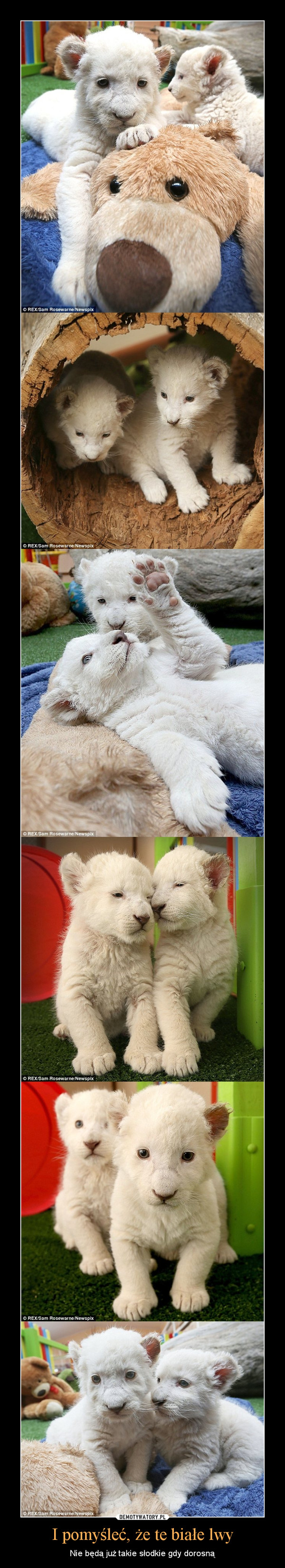 I pomyśleć, że te białe lwy – Nie będą już takie słodkie gdy dorosną 