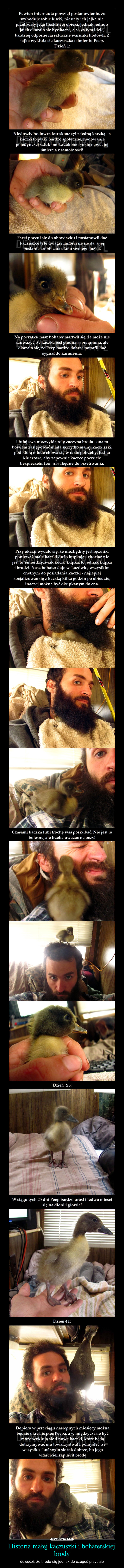 Historia małej kaczuszki i bohaterskiej brody – dowodzi, że broda się jednak do czegoś przydaje 