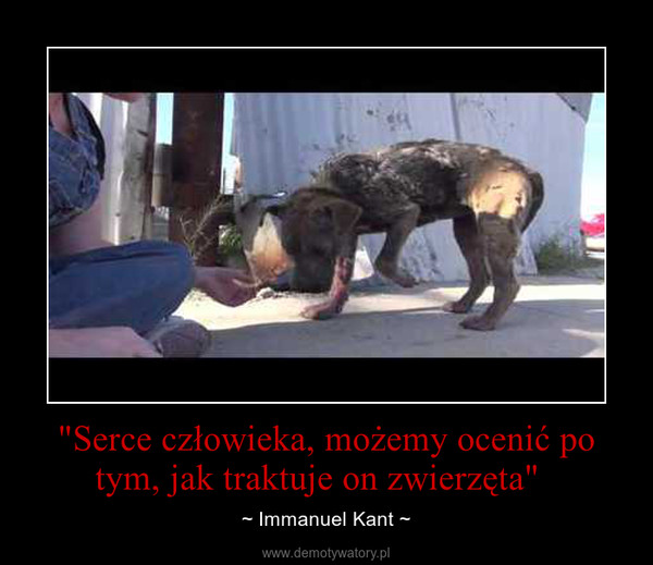 "Serce człowieka, możemy ocenić po tym, jak traktuje on zwierzęta"   – ~ Immanuel Kant ~ 