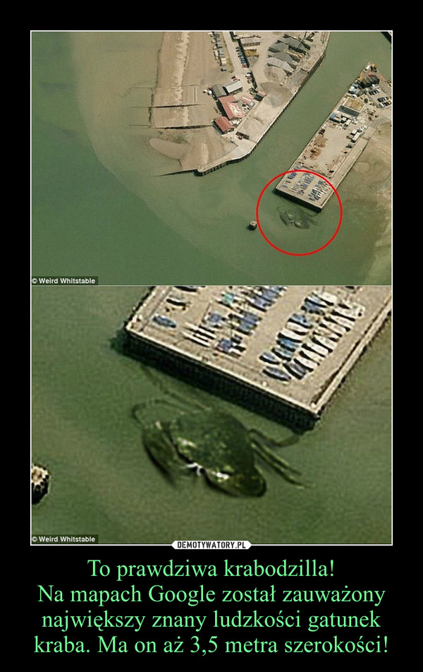 To prawdziwa krabodzilla!Na mapach Google został zauważony największy znany ludzkości gatunek kraba. Ma on aż 3,5 metra szerokości! –  