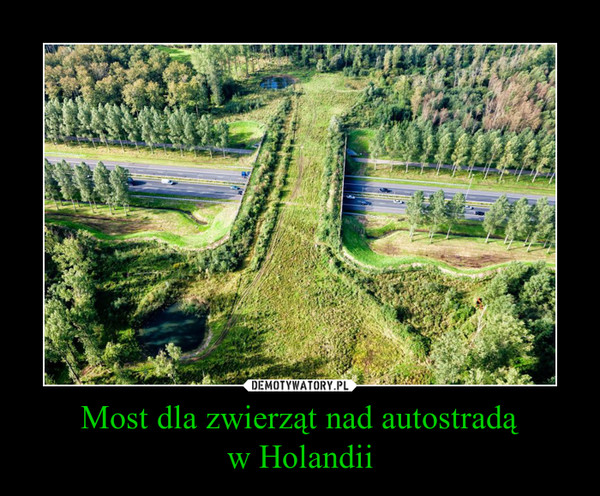 Most dla zwierząt nad autostradąw Holandii –  