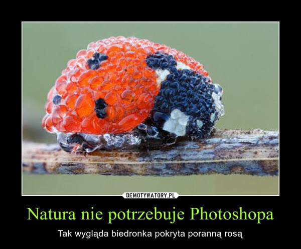 Natura nie potrzebuje Photoshopa – Tak wygląda biedronka pokryta poranną rosą 