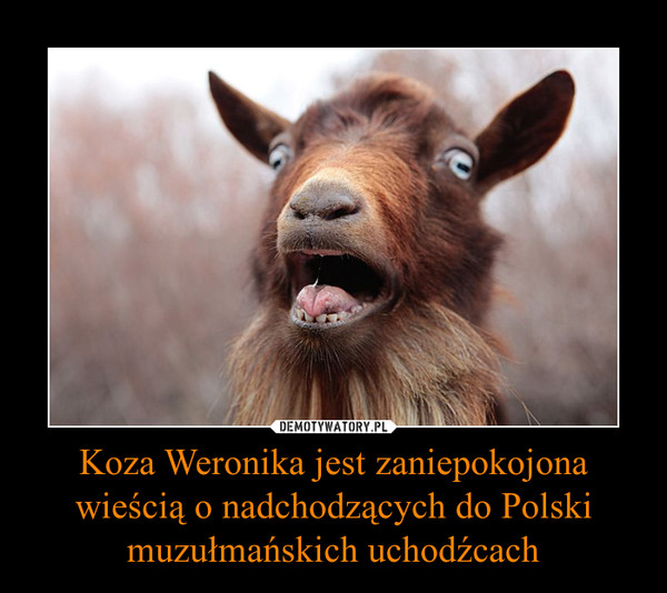 Koza Weronika jest zaniepokojona wieścią o nadchodzących do Polski muzułmańskich uchodźcach
