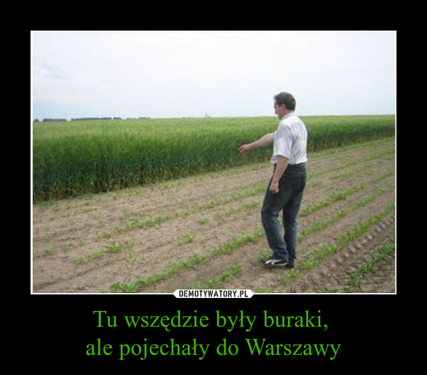 Tu wszędzie były buraki, ale pojechały do Warszawy –  