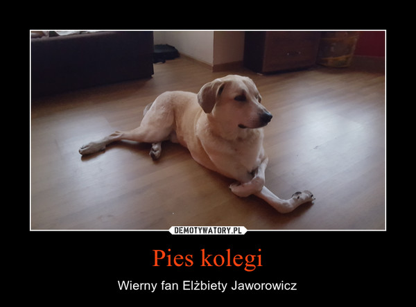 Pies kolegi – Wierny fan Elżbiety Jaworowicz 