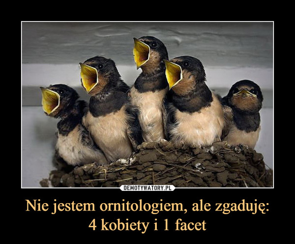 Nie jestem ornitologiem, ale zgaduję:
4 kobiety i 1 facet