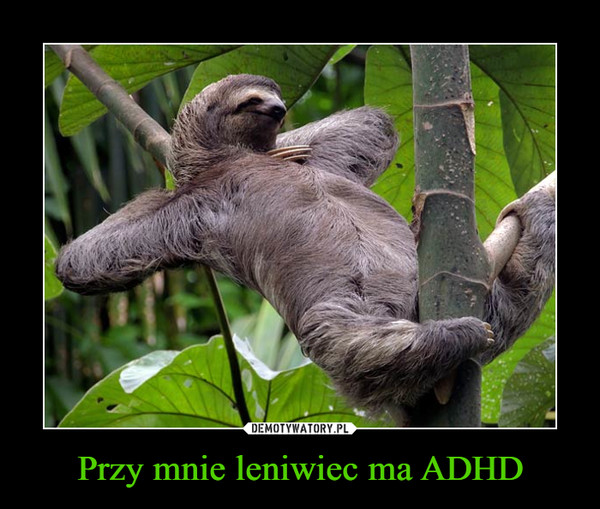 Przy mnie leniwiec ma ADHD –  