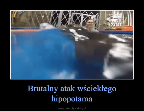 Brutalny atak wściekłego hipopotama –  