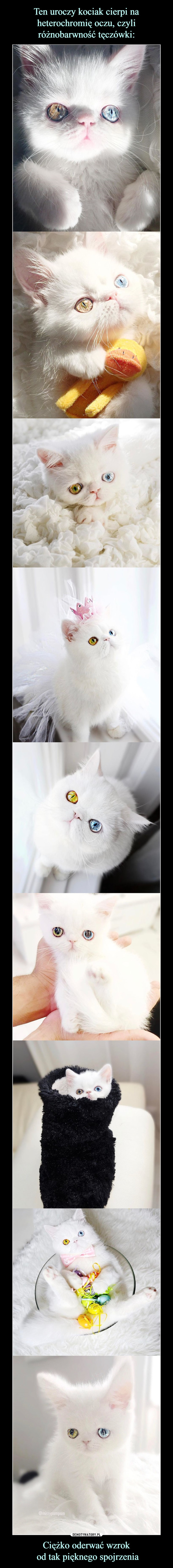 Ten uroczy kociak cierpi na heterochromię oczu, czyli różnobarwność tęczówki: Ciężko oderwać wzrok
 od tak pięknego spojrzenia