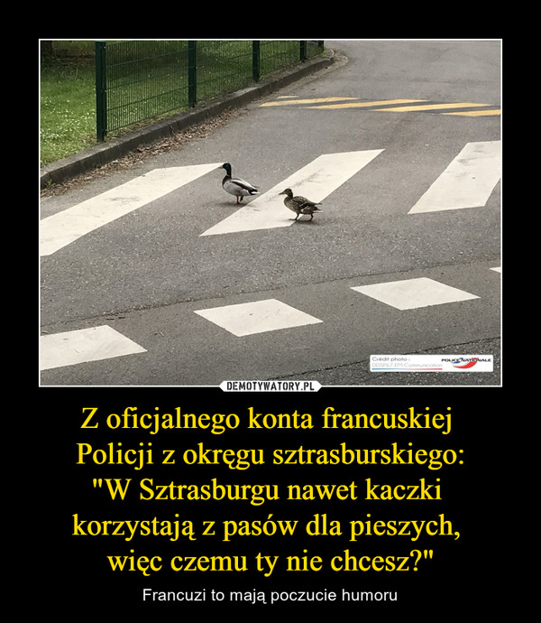 Z oficjalnego konta francuskiej Policji z okręgu sztrasburskiego:"W Sztrasburgu nawet kaczki korzystają z pasów dla pieszych, więc czemu ty nie chcesz?" – Francuzi to mają poczucie humoru 