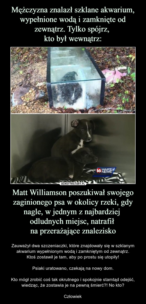 Matt Williamson poszukiwał swojego zaginionego psa w okolicy rzeki, gdy nagle, w jednym z najbardziej odludnych miejsc, natrafił na przerażające znalezisko – Zauważył dwa szczeniaczki, które znajdowały się w szklanym akwarium wypełnionym wodą i zamkniętym od zewnątrz.Ktoś zostawił je tam, aby po prostu się utopiły!Psiaki uratowano, czekają na nowy dom.Kto mógł zrobić coś tak okrutnego i spokojnie stamtąd odejść, wiedząc, że zostawia je na pewną śmierć?! No kto?Człowiek 