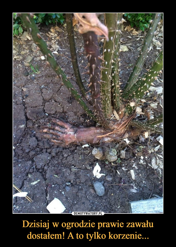 Dzisiaj w ogrodzie prawie zawału dostałem! A to tylko korzenie... –  