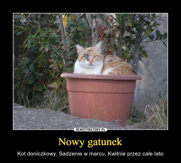 Nowy gatunek – Kot doniczkowy. Sadzenie w marcu. Kwitnie przez całe lato 
