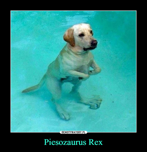 Piesozaurus Rex –  
