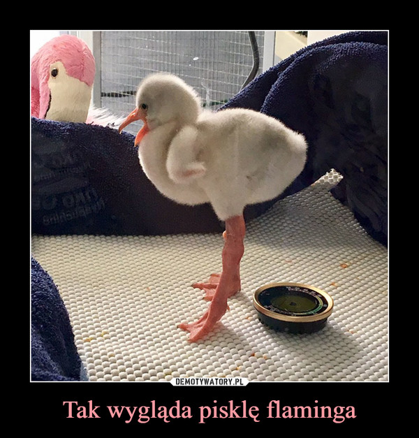 Tak wygląda pisklę flaminga