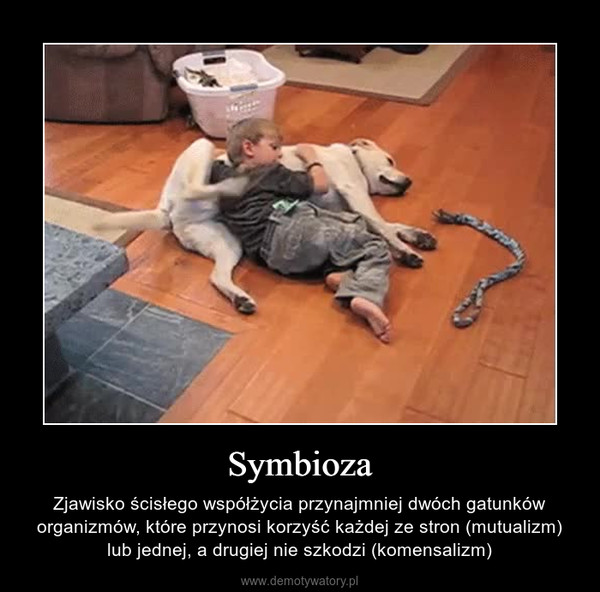Symbioza – Zjawisko ścisłego współżycia przynajmniej dwóch gatunków organizmów, które przynosi korzyść każdej ze stron (mutualizm) lub jednej, a drugiej nie szkodzi (komensalizm) 