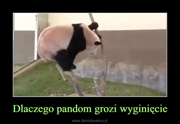 Dlaczego pandom grozi wyginięcie –  