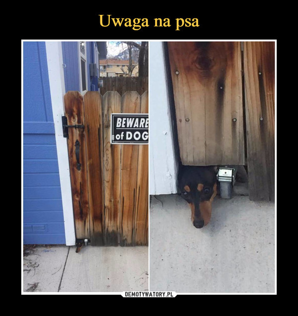  –  beware of dog