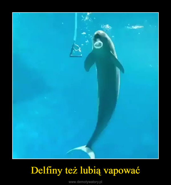 Delfiny też lubią vapować –  