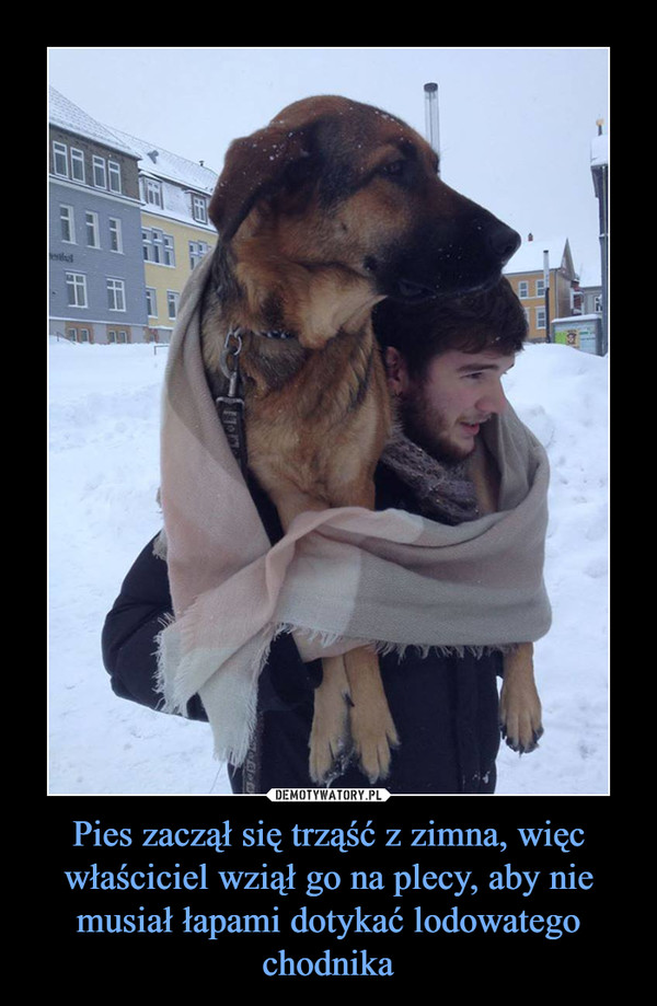 Pies zaczął się trząść z zimna, więc właściciel wziął go na plecy, aby nie musiał łapami dotykać lodowatego chodnika –  