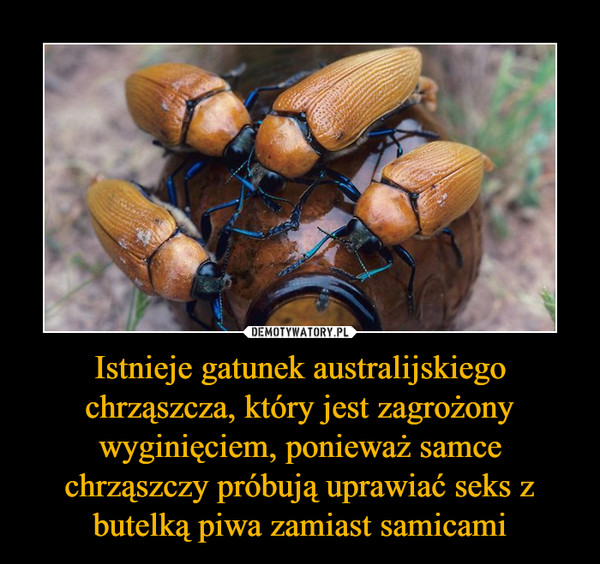 Istnieje gatunek australijskiego chrząszcza, który jest zagrożony wyginięciem, ponieważ samce chrząszczy próbują uprawiać seks z butelką piwa zamiast samicami
