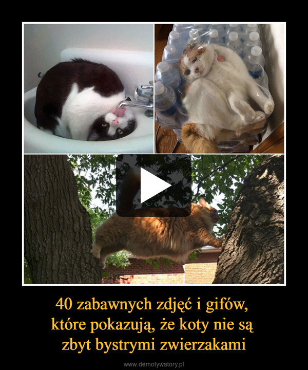 40 zabawnych zdjęć i gifów, 
które pokazują, że koty nie są 
zbyt bystrymi zwierzakami