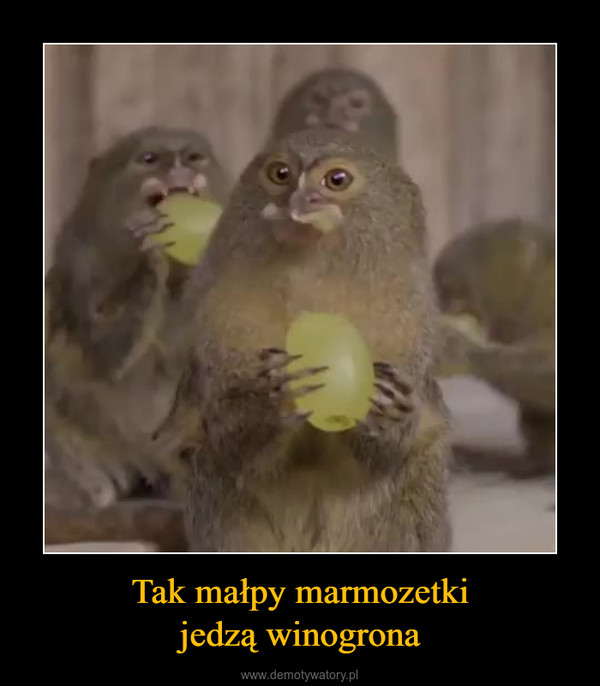 Tak małpy marmozetkijedzą winogrona –  