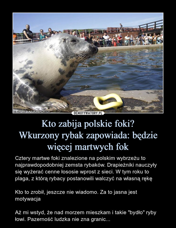 Kto zabija polskie foki?Wkurzony rybak zapowiada: będzie więcej martwych fok – Cztery martwe foki znalezione na polskim wybrzeżu to najprawdopodobniej zemsta rybaków. Drapieżniki nauczyły się wyżerać cenne łososie wprost z sieci. W tym roku to plaga, z którą rybacy postanowili walczyć na własną rękęKto to zrobił, jeszcze nie wiadomo. Za to jasna jest motywacjaAż mi wstyd, że nad morzem mieszkam i takie "bydło" ryby łowi. Pazerność ludzka nie zna granic... 