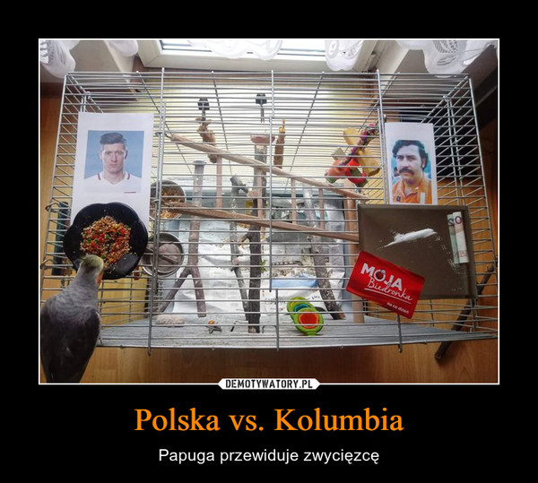 Polska vs. Kolumbia – Papuga przewiduje zwycięzcę 