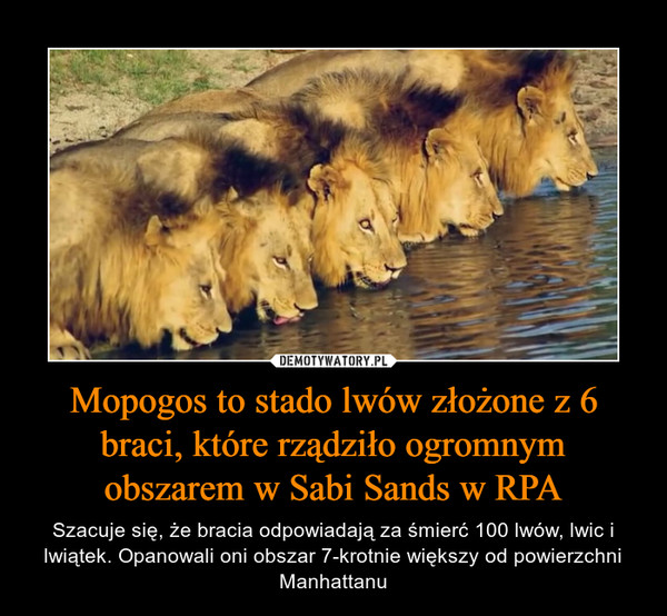 Mopogos to stado lwów złożone z 6 braci, które rządziło ogromnym obszarem w Sabi Sands w RPA