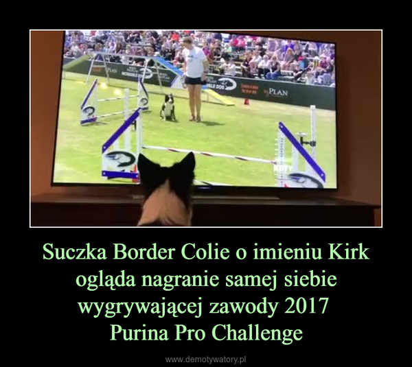Suczka Border Colie o imieniu Kirk ogląda nagranie samej siebie wygrywającej zawody 2017 Purina Pro Challenge –  