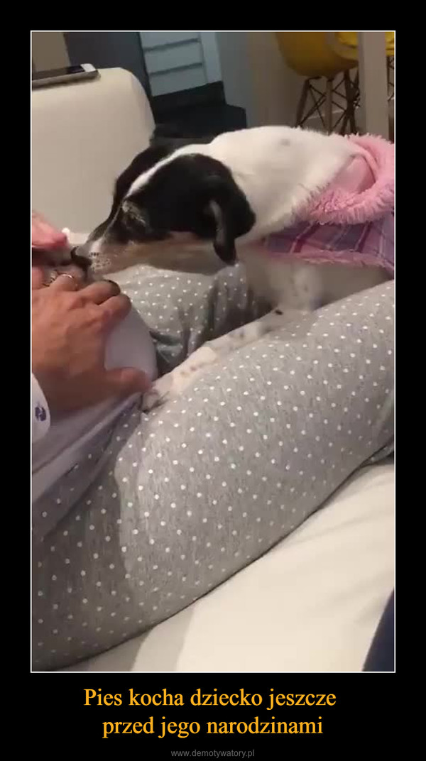 Pies kocha dziecko jeszcze przed jego narodzinami –  