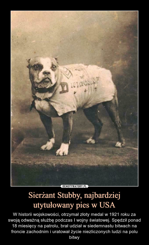 Sierżant Stubby, najbardziejutytułowany pies w USA – W historii wojskowości, otrzymał złoty medal w 1921 roku za swoją odważną służbę podczas I wojny światowej. Spędził ponad 18 miesięcy na patrolu, brał udział w siedemnastu bitwach na froncie zachodnim i uratował życie niezliczonych ludzi na polu bitwy 