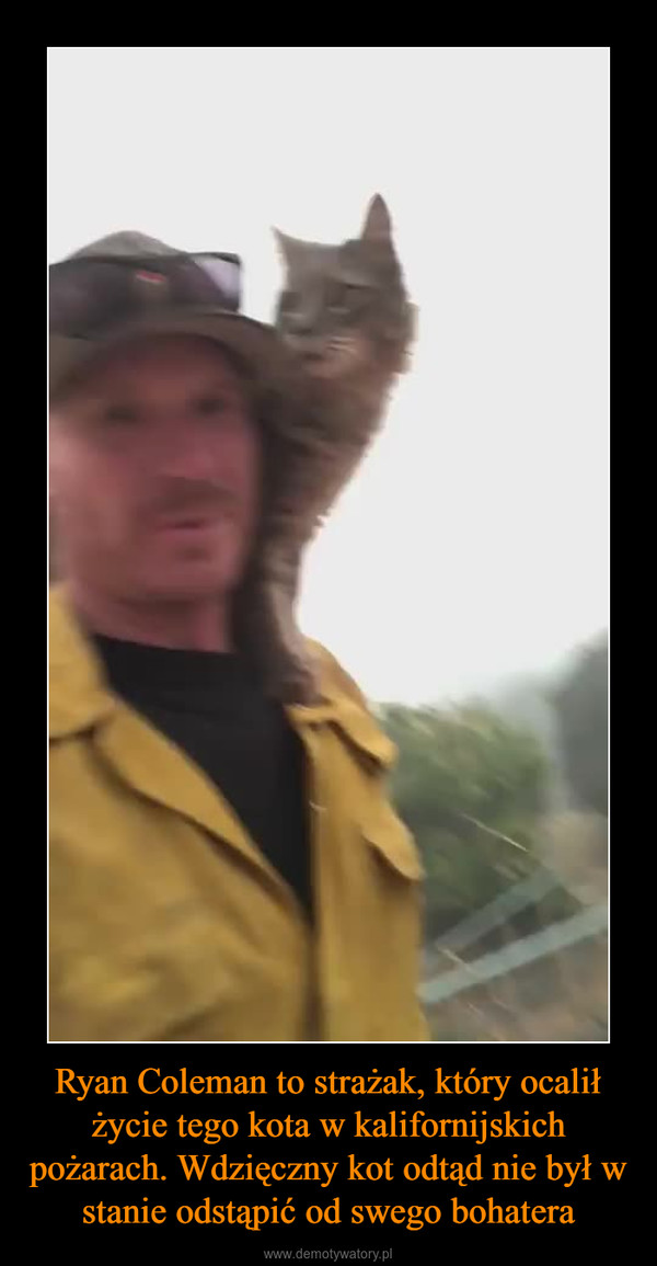 Ryan Coleman to strażak, który ocalił życie tego kota w kalifornijskich pożarach. Wdzięczny kot odtąd nie był w stanie odstąpić od swego bohatera –  
