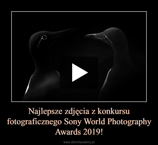 Najlepsze zdjęcia z konkursu fotograficznego Sony World Photography Awards 2019! –  