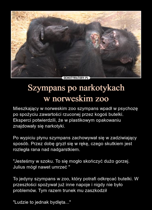 Szympans po narkotykach
w norweskim zoo