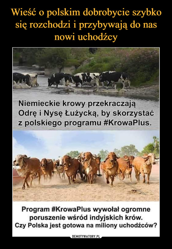  –  Niemieckie krowy pzekraczajaNiemOdrę i Nysę Łużycką, by skorzystaćz polskiego programu #KrowaPlus.Program #KrowaPlus wywołał ogromneporuszenie wśród indyjskich krów.Czy Polska jest gotowa na miliony uchodźców?