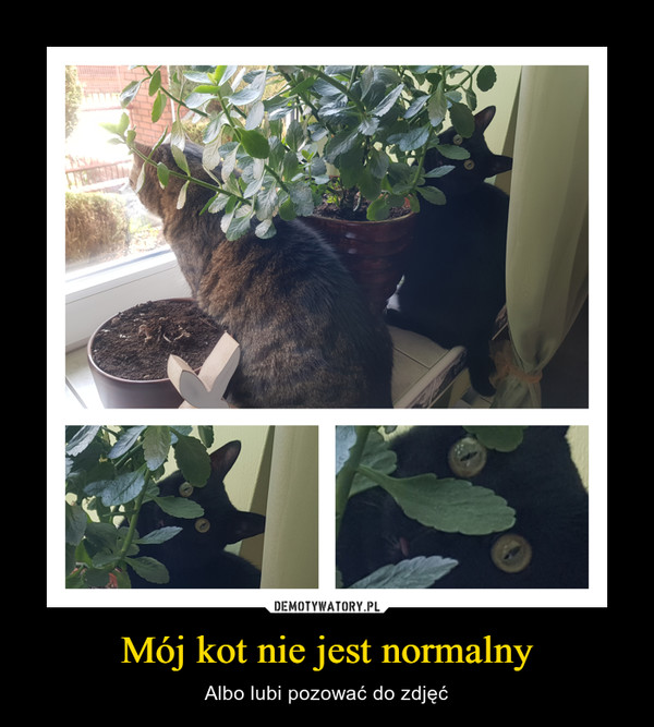 Mój kot nie jest normalny