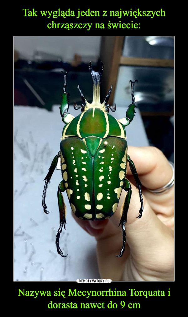 Tak wygląda jeden z największych chrząszczy na świecie: Nazywa się Mecynorrhina Torquata i dorasta nawet do 9 cm