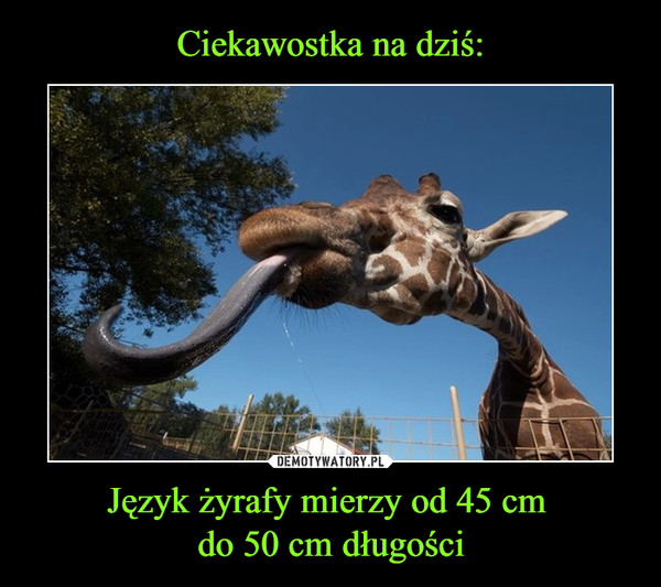 Język żyrafy mierzy od 45 cm do 50 cm długości –  