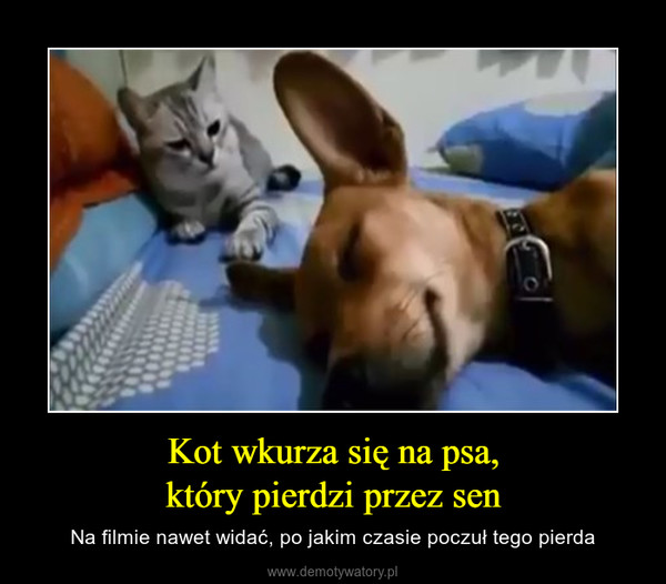 Kot wkurza się na psa,który pierdzi przez sen – Na filmie nawet widać, po jakim czasie poczuł tego pierda 