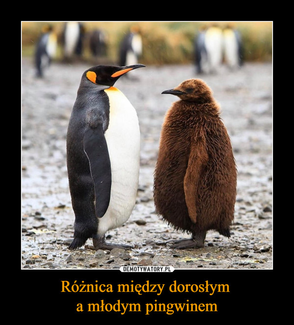 Różnica między dorosłym a młodym pingwinem –  
