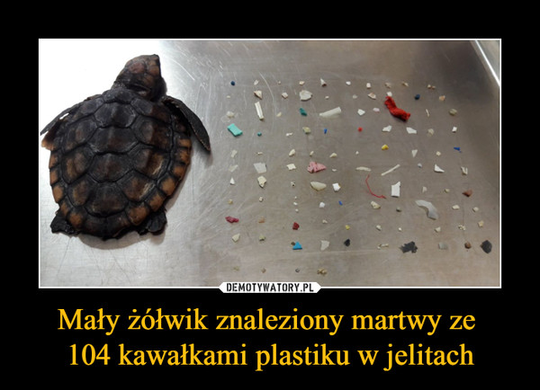 Mały żółwik znaleziony martwy ze 104 kawałkami plastiku w jelitach –  