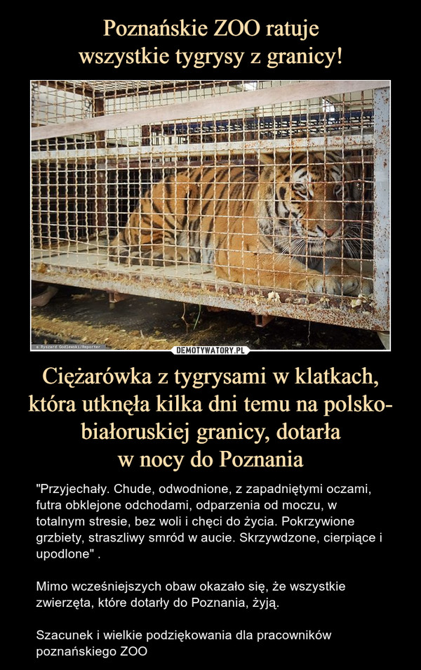 Poznańskie ZOO ratuje
wszystkie tygrysy z granicy! Ciężarówka z tygrysami w klatkach, która utknęła kilka dni temu na polsko- białoruskiej granicy, dotarła
w nocy do Poznania